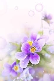 Wallpaper video player, animation wallpaper download, wmv background, dreamscene seven wallpapers download, corona wallpaper 4k, live wallpaper for mobile download, wallpaper video photo, hd flower wallpapers 1080p for mobile, beach phone wallpaper 4k, best phone wallpapers. Iphone Flower Backgrounds Group 63