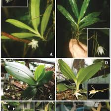 Image result for Polystachya delepierrei