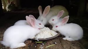 Maybe you would like to learn more about one of these? Rabbit Archives Petschoolclassroom