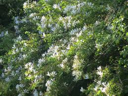 Image result for Bauhinia bowkeri
