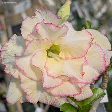 Image result for Adenium