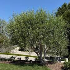 Image result for Olea europaea