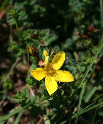 Image result for Hypericum aethiopicum