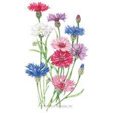 Tall Blend Bachelor S Button Seeds Bachelor Button Flowers Bachelor Buttons Summer Blooming Flowers