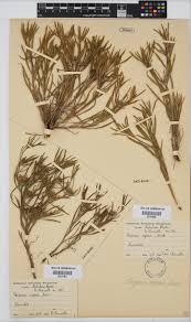 Image result for Geigeria