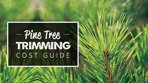 More so, cutting also requires a lot of effort and time. Pine Tree Trimming Cost Guide 2021 Compare Quotes Save 43