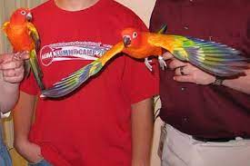 Aubries Animals Flight Photos Conure Parrots Pet Birds Sun Conure