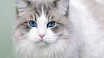 List of Cat Breeds With Blue Eyes - Petsworld