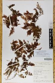 Image result for Hymenophyllum splendidum