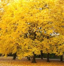 September ist kalendarischer herbstanfang der nordhalbkugel wenn die tage kürzer und die nächte wieder länger werden, steht der herbst vor der tür. Kalendarischer Herbstanfang Thema Proplanta De