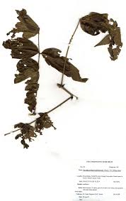 Image result for Zanthoxylum holtzianum