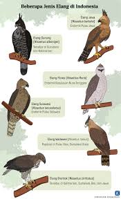 Mengenal jenis burung elang jawa, ciriciri, makanan, harga. Sang Pemburu Yang Terus Diburu Tutur Visual