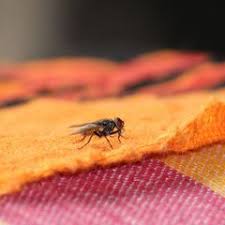Wespen Vertreiben Mit Diesem Trick Lassen Sie Euch Endlich In Ruhe Brigitte De Hausmittel Gegen Fliegen Fliegenfalle Hausmittel Hausmittel
