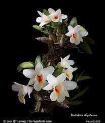 Pin On Orchid Love