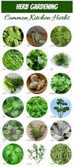 Aug 05, 2020 · to identify male and female marijuana plants, make sure they've been growing for at least 6 weeks, since both types of plant look the same in their early stages. Herb Identification How To Identify Herbs Free Herb Gardening Printable