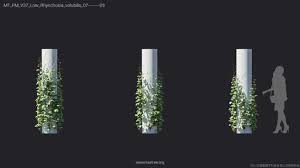 Image result for Rhynchosia tricuspidata