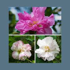 Image result for Hibiscus mutabilis