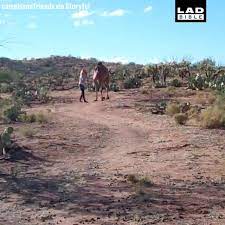 Camels are enjoy in the sultanate,oman government gives a great care of his majesty sultan qaboos bin said has given much. Have You Ever Seen A Camel Run It S Hilarious Damnthatsinteresting