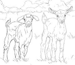 Pygmy Goat Coloring Pages Coloring Pages Goat Art Free Coloring Pages