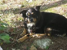 These insects are parasitic and dangerous in nature. Myiasis Maggots In Pets
