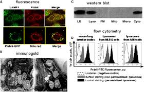 Check spelling or type a new query. The Phospholipase A2 Activity Of Peroxiredoxin 6 S Journal Of Lipid Research