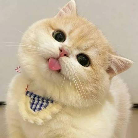 猫猫头像女生专用动漫- 抖音