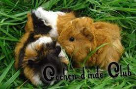 Apprivoiser Un Cochon D Inde Avec Des Friandises Cochon D Inde Club Cobaye Rongeur Nac