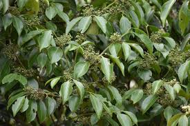 Image result for Psydrax fragrantissima