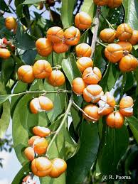 Image result for Suregada procera