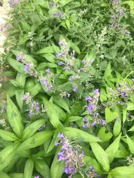 Check spelling or type a new query. Identify Purple Flowering Plant Please I Saw A Lot Bees Feasting On It And Would Like To Plant Similar Thank You Gardening