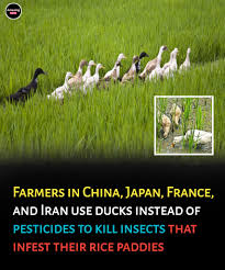 Farmers across China, Japan, Iran and France are using ducks ...