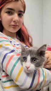 Just look at this face! This sweet, soft, purrfectly adorable kitten is  Wink. Wink is a shy guy, preferring to hide in his kitty house with his  wallflower friend Phoenix rather than