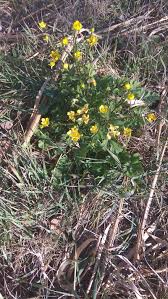 Maybe you would like to learn more about one of these? Le Cime Di Rapa Selvatiche Silvio Cicchi