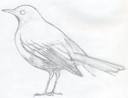 Learn a bird easy pencil drawing and shading | how to draw a bird. How To Draw A Bird And What You Need To Know