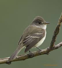 Birds Of Western Washington State Willow Flycatcher Empidonax Traillii Pullman Steptoe Butte State Park Wa Evergreen State State Parks Northwest Region