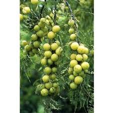 Keepers nursery is a family business established in the early 1980's. Fruit Tree In Bengaluru Latest Price Mandi Rates From Dealers In Bengaluru