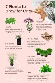 Check spelling or type a new query. 7 Plants To Grow For Cats In 2021 Cat Friendly Plants Cat Safe Plants Cat Plants