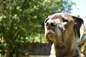 top 10 des races de chiens de garde races de chiens chien grand danois
