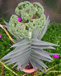 Image result for Crassula perfoliata