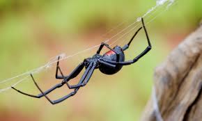 The web of the black widow is an irregular tangled mass and contains a silken retreat where she can hide. Pin On Health