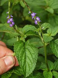 Image result for Stachytarpheta cayennensis