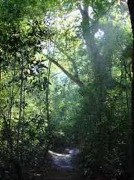 Image result for Acacia rovumae