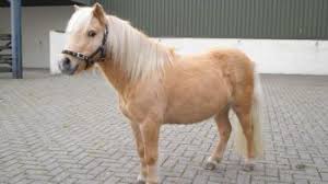 Maybe you would like to learn more about one of these? Horses Ponies Near You Need Rehoming Today Rspca
