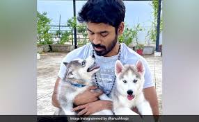 Maari 2, this movie is the sequel of maari movies which was blockbuster. Meet Dhanush S New Partners In Crime Husky Pups King And Kong