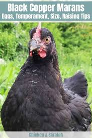 Their history, physical appearance this breed is also called french black copper marans. Black Copper Marans Eggs Height Size And Raising Tips