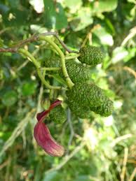 Image result for Tinnea galpinii