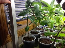 The most common reason for a kidney transplant is end stage kidney disease or kidney failure. Zinnia Indoors Advice