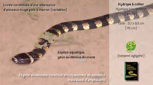 Image result for Hydrops triangularis