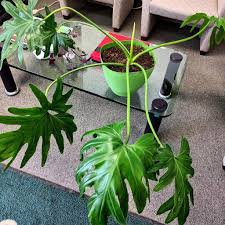 Who they are and what to do about them. Can I Add A Rod To Raise Up Philodendron Selloum More In Comments Houseplants