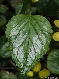 Image result for Lamium galeobdolon